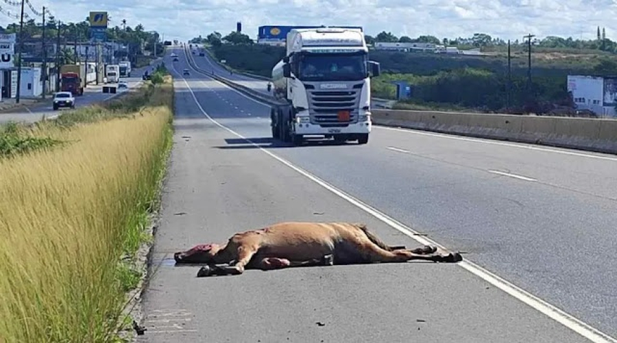 Acidente envolvendo cavalo solto na pista deixa feridos na Bahia