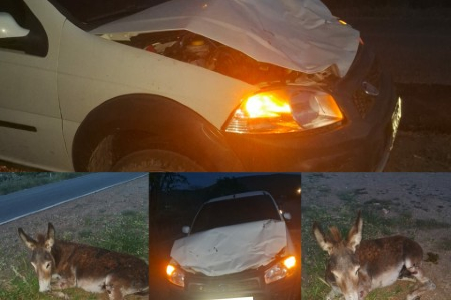 ACIDENTE EM ITIÚBA: ANIMAL SOLTO CAUSA DANOS E RISCO À FAMÍLIA.