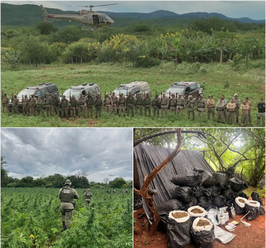 PM e PF erradicam 200 mil pés de maconha e apreende 1 tonelada da droga na Chapada Diamantina