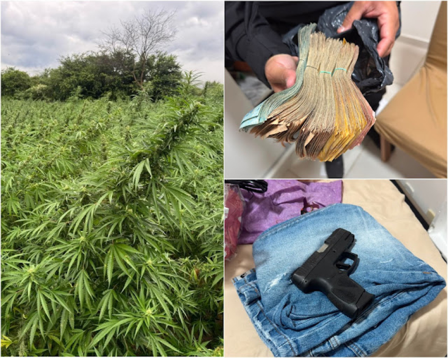 Operação Colheita Proibida da Polícia Federal contra cultivo ilícito de maconha cumpre mandados na Bahia, Pernambuco e Alagoas